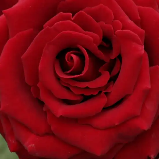 Comanda trandafiri online - Roșu - trandafir teahibrid - trandafir cu parfum discret - Rosa Schwarze Madonna™ - Wilhelm II Kordes  & Reimer & Werner Kordes - Folosit ca trandafir de strat, plantat în grup, arată foarte frumos.